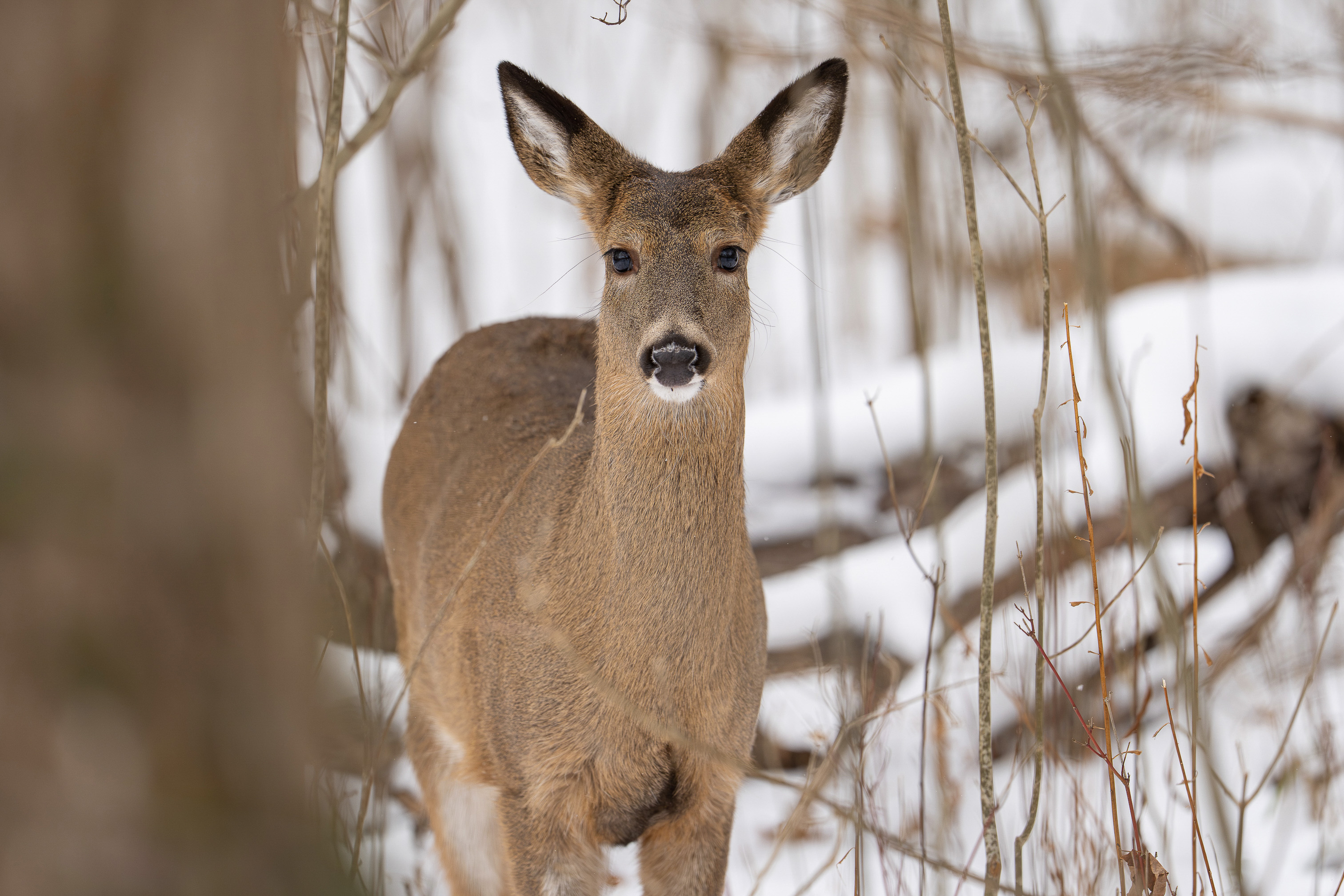 Cornell Campus Wildlife